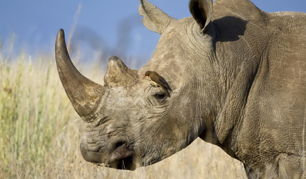 Носорог и птичка