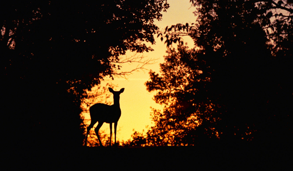 Косуля на закате