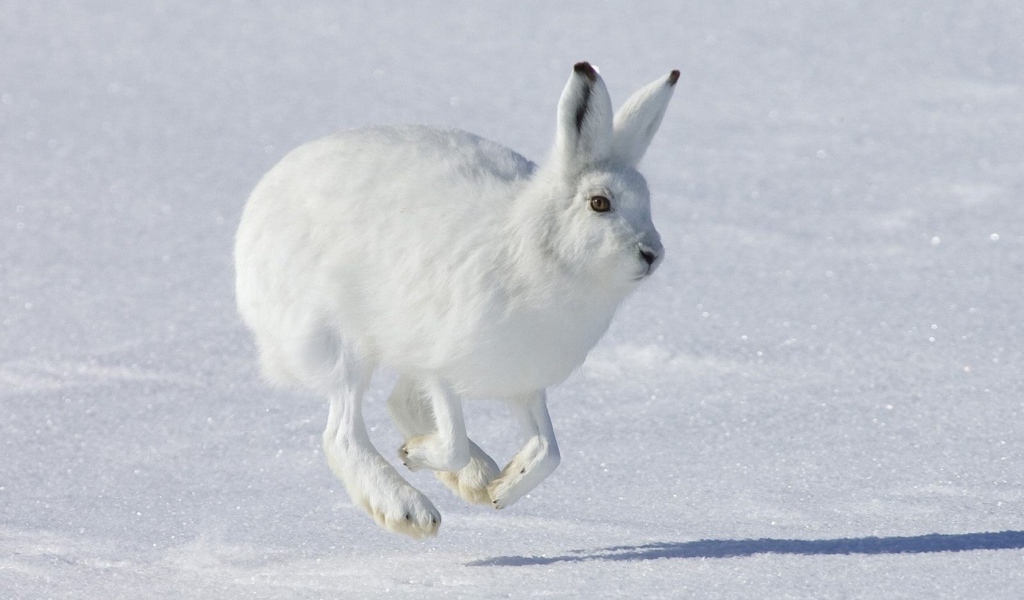 Running White hare