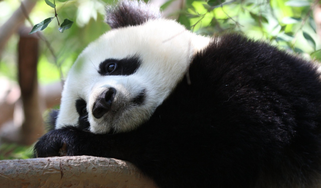 Грустная панда