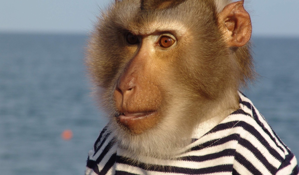 Моряк примат