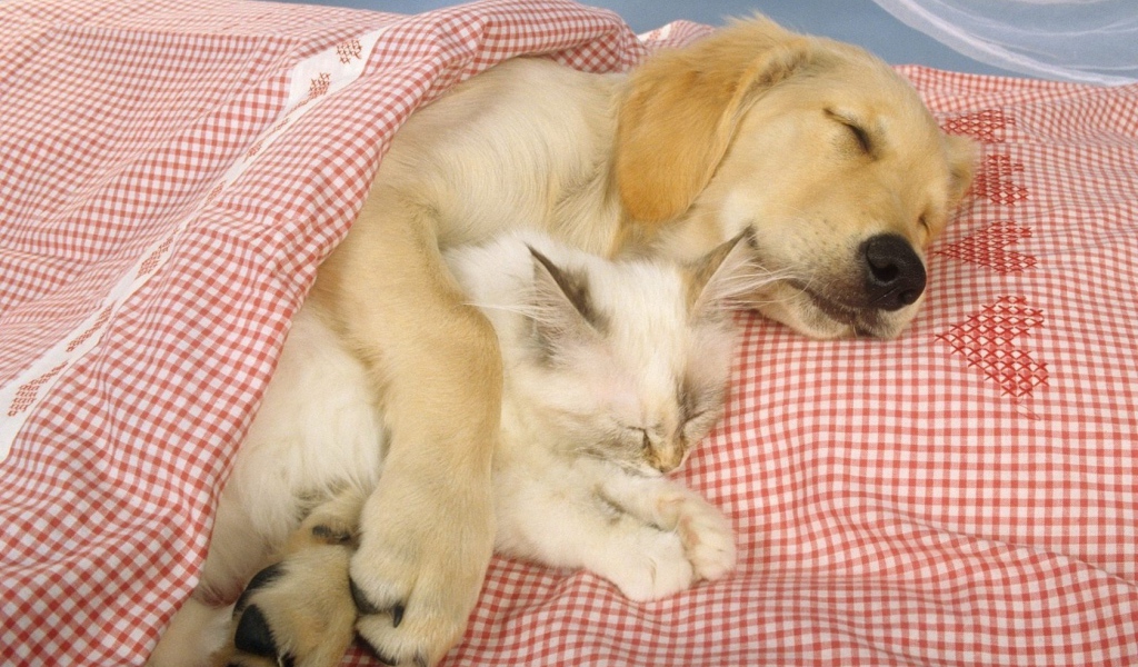 Спящие друзья