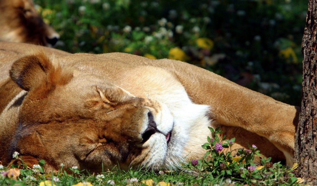 Спящая львица