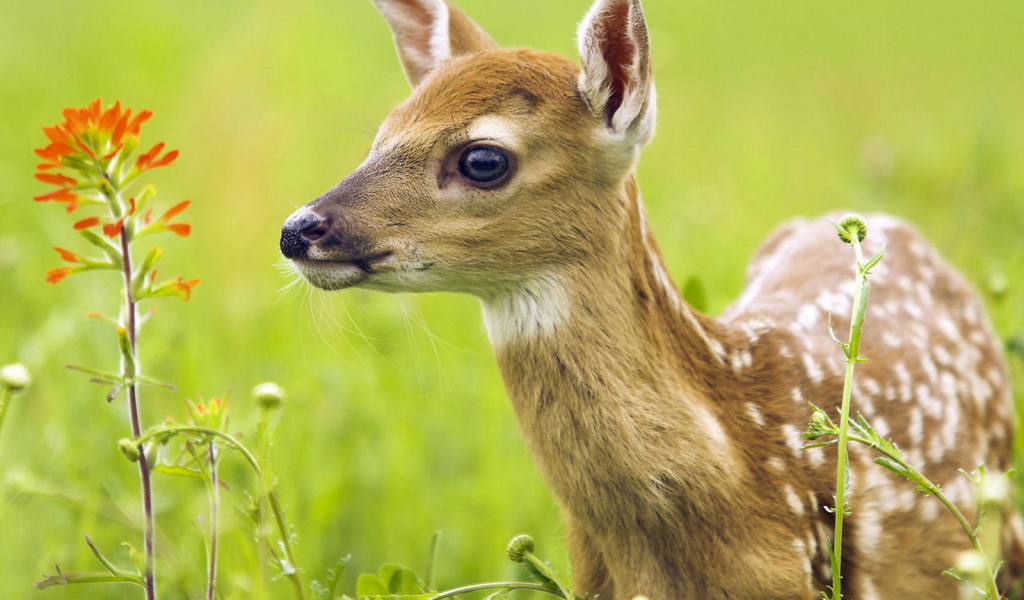 Oлененок среди травы
