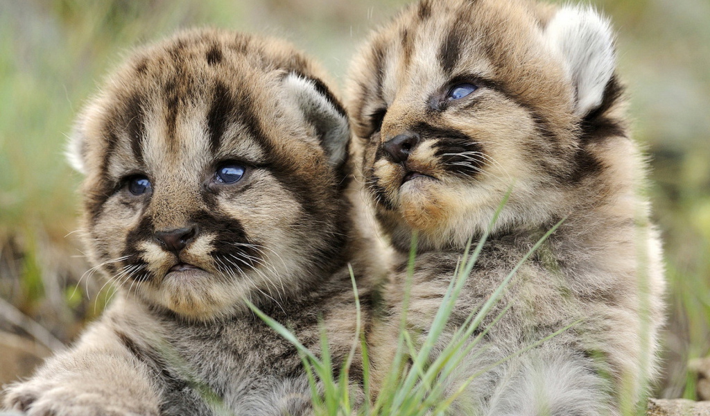 Маленькие хищники