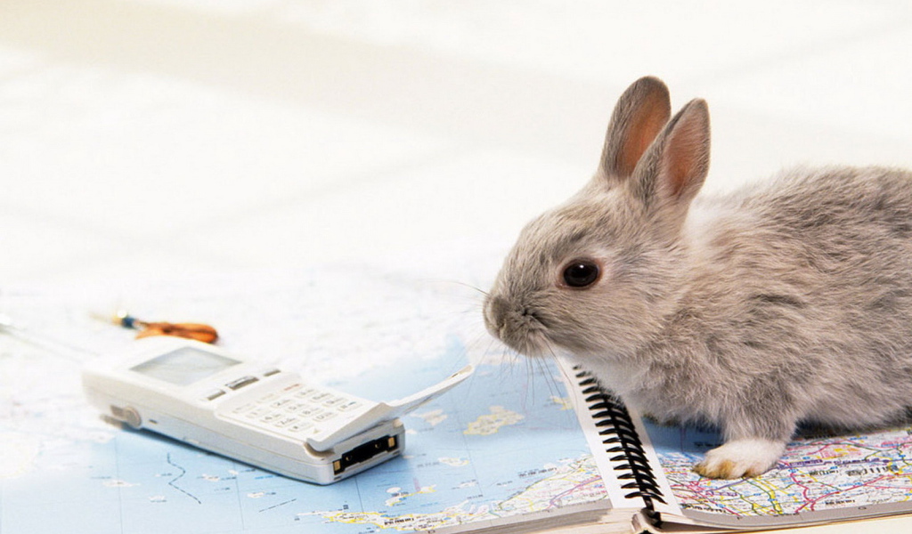 Крольчонок