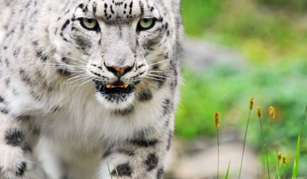 Снежный барс