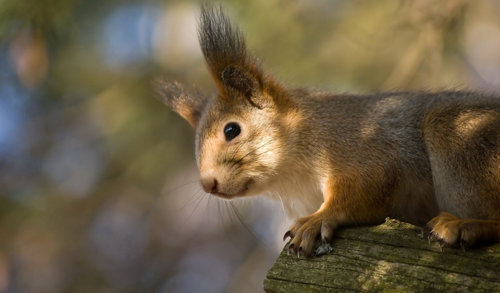 Белка на стволе дерева