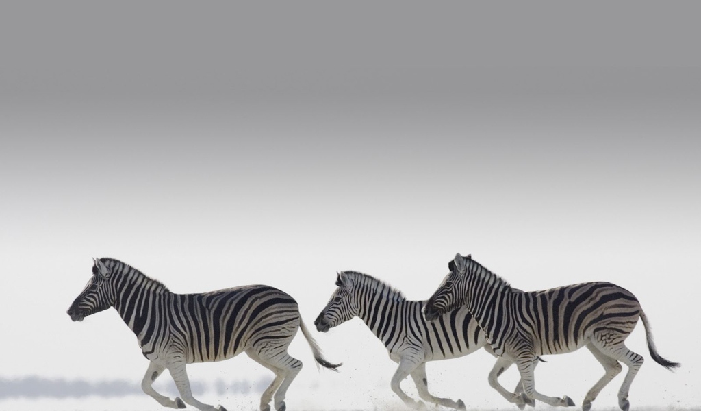 Полосатые зебры