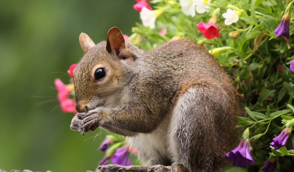 Белка во время трапезы
