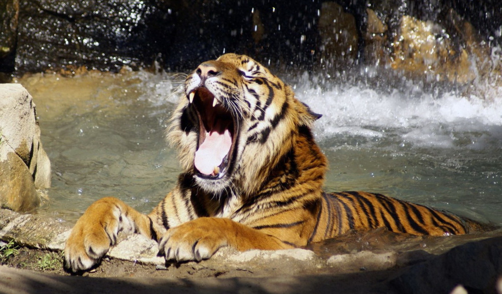 Тигр в воде