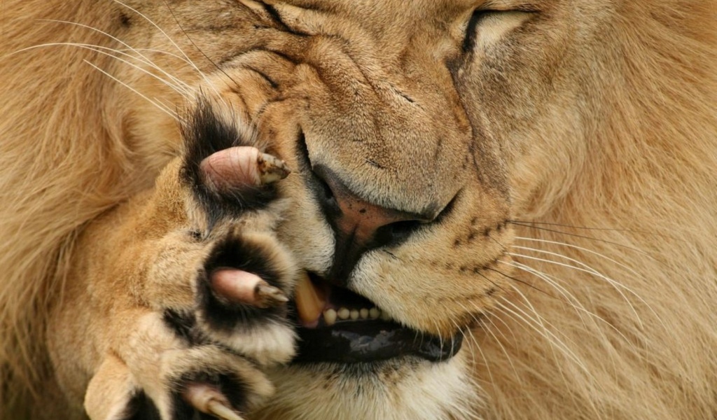 Царь зверей