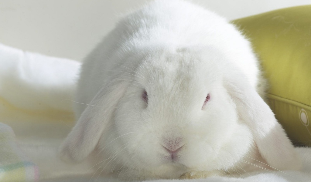 Белый кролик