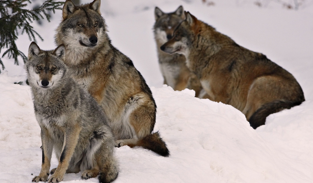 Волчье семейство