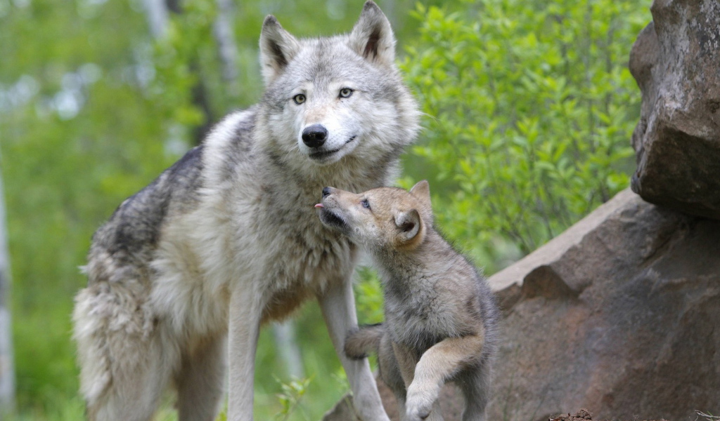 Волчица с волчонком