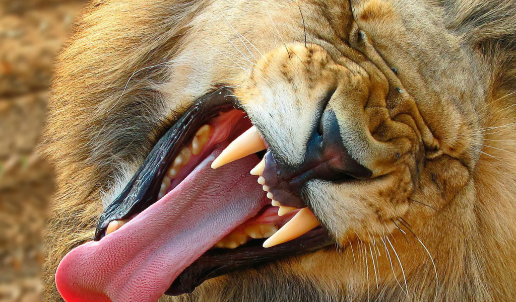 Зевающий лев