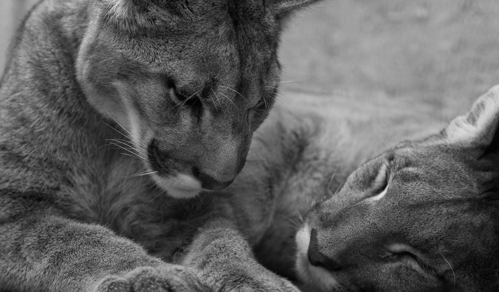 Молодые львы