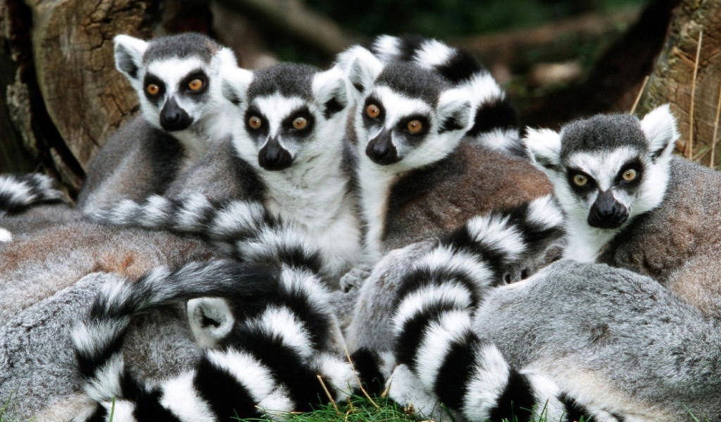 Лемуры
