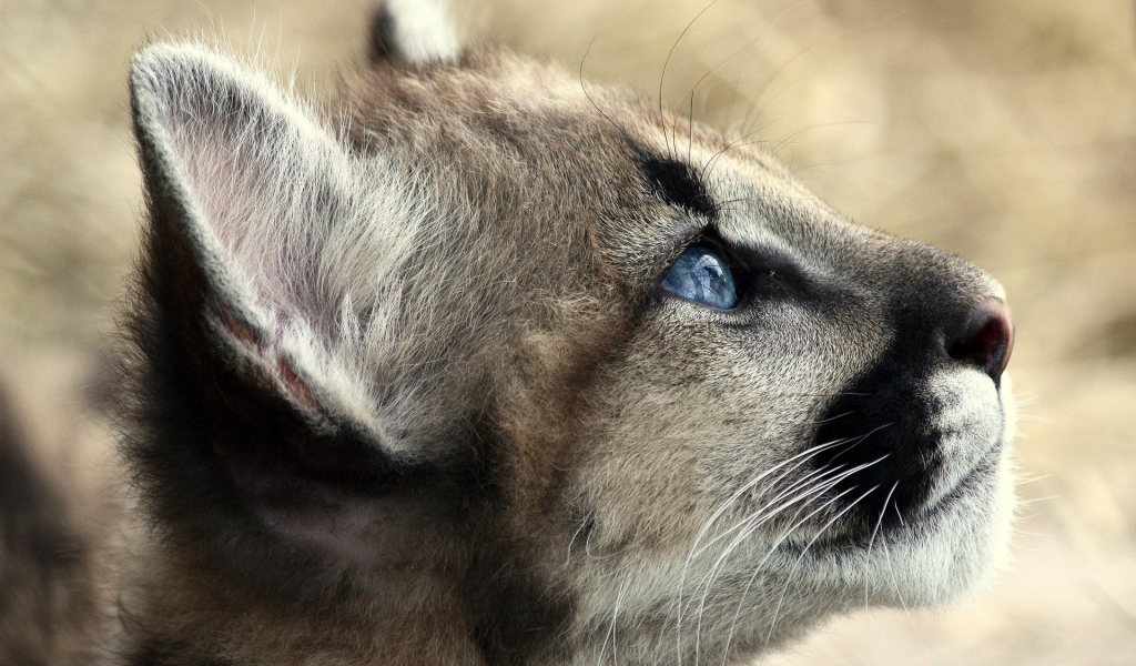 Кошачьи голубые глаза