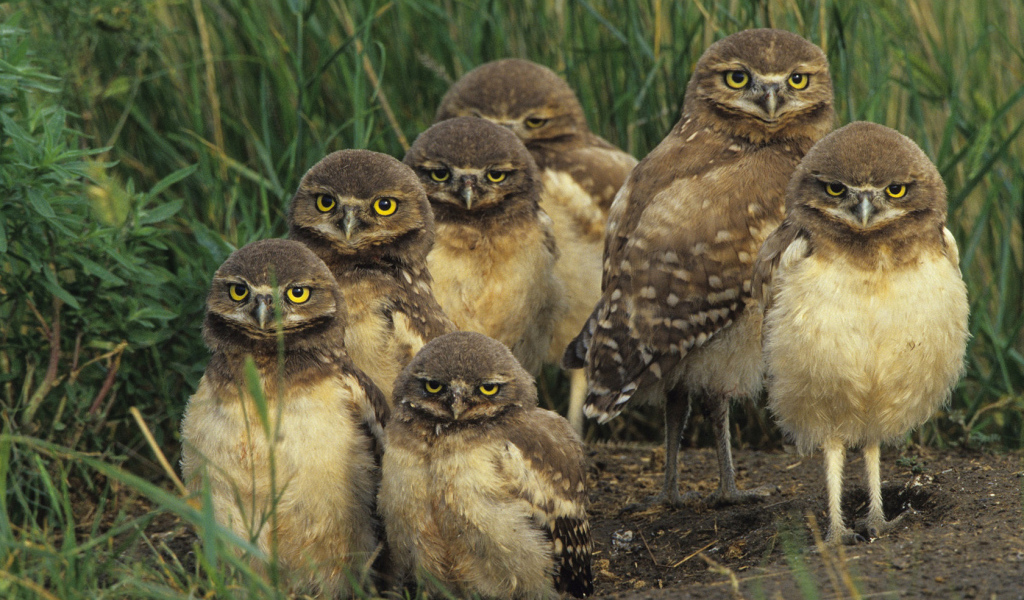 Птичье семейство