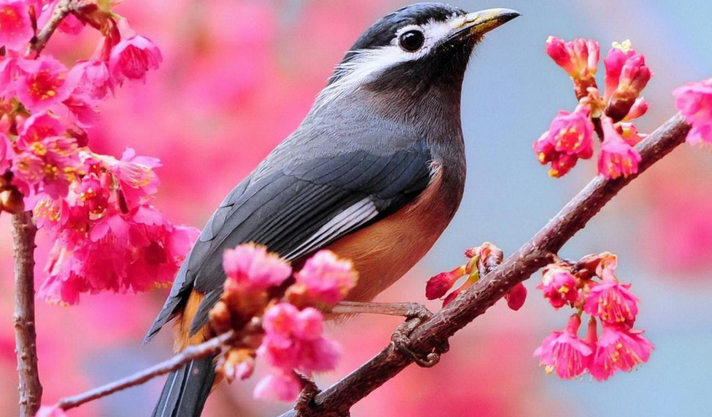 Птичка на ветке