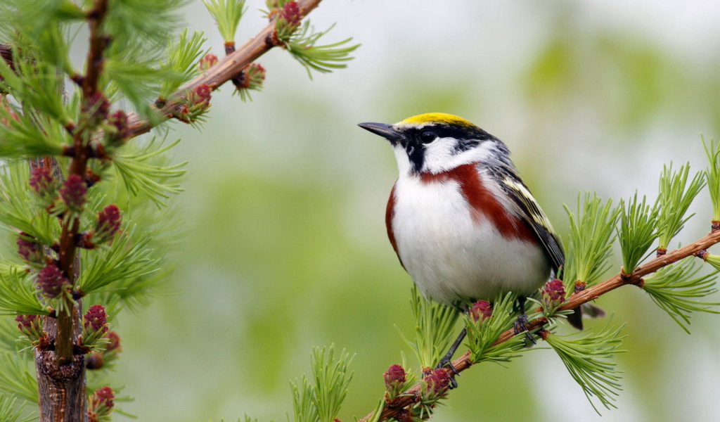 Желтошапочный лесной певун