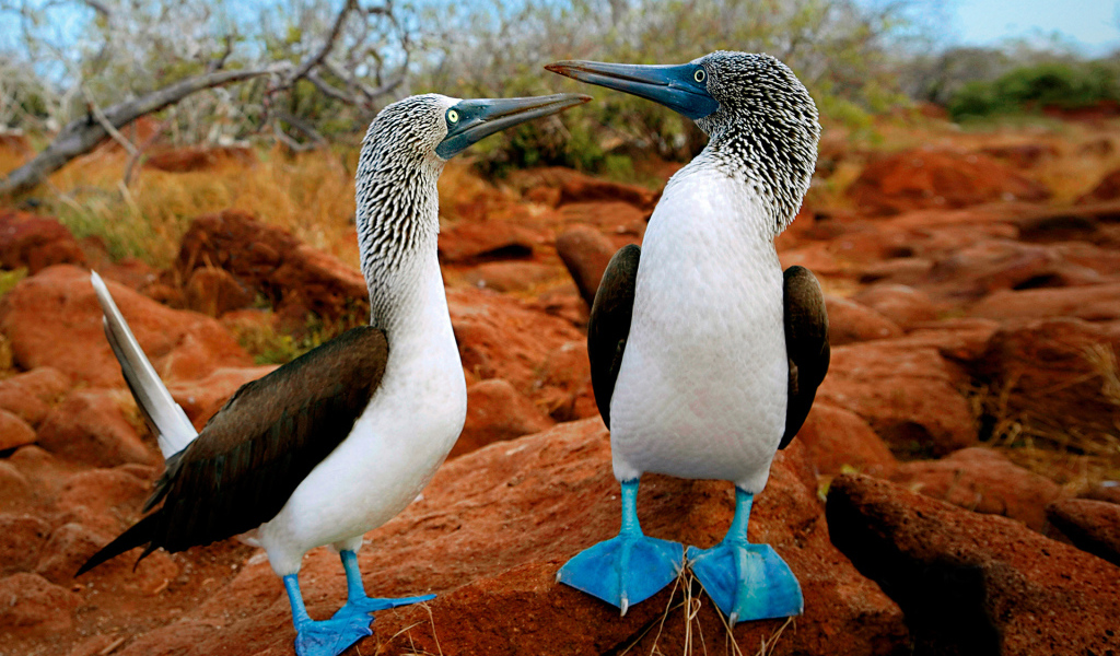 Птички с синими лапами