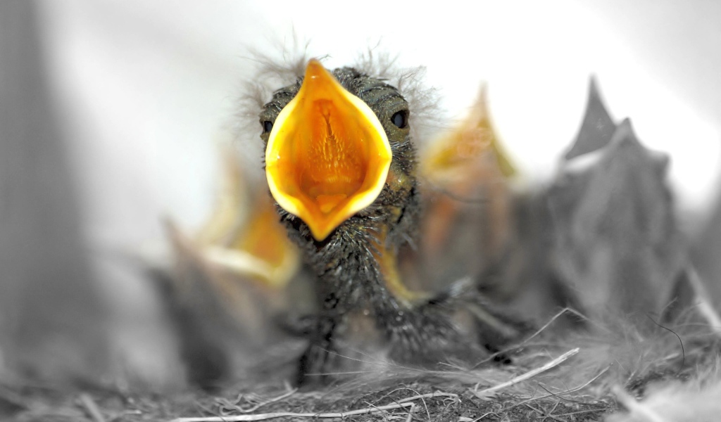 Птенцы в гнезде