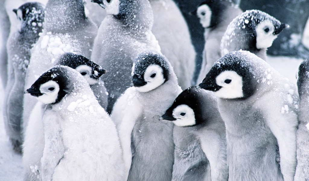 Стая пингвинов