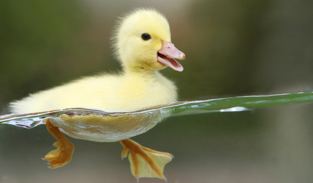 Плывущий утенок