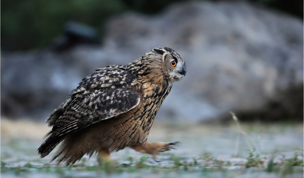 Идущая сова