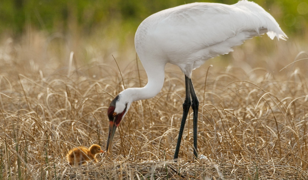 Цапля и птенец