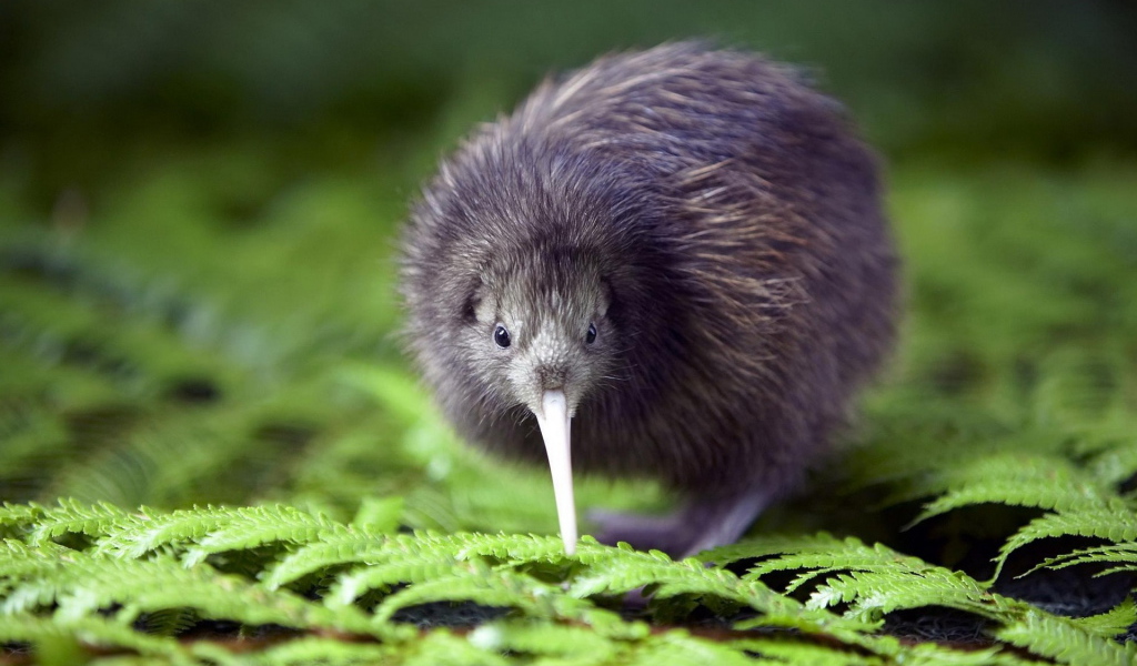 птичка Киви