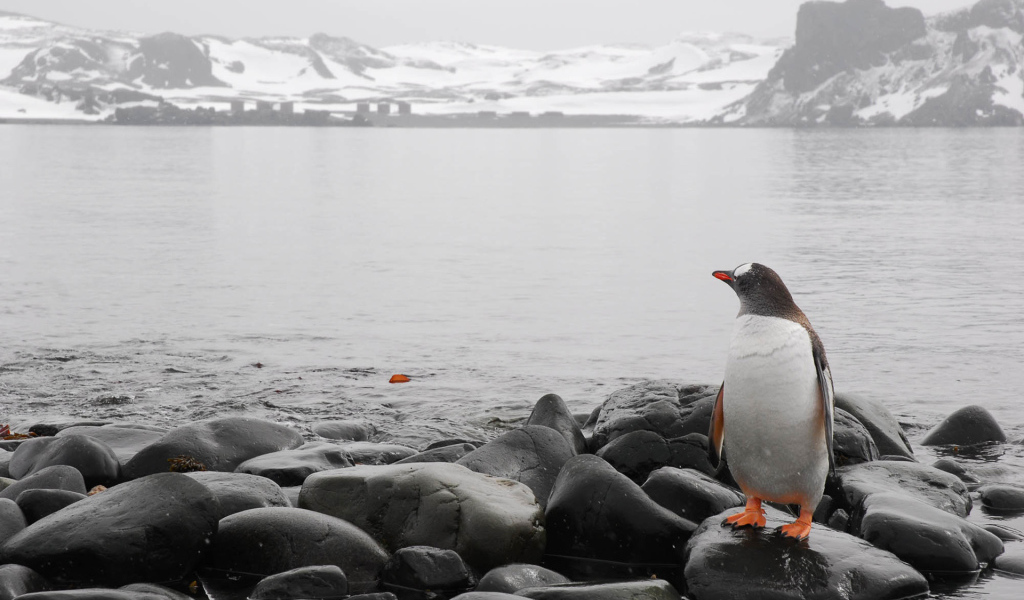 Одинокий пингвин