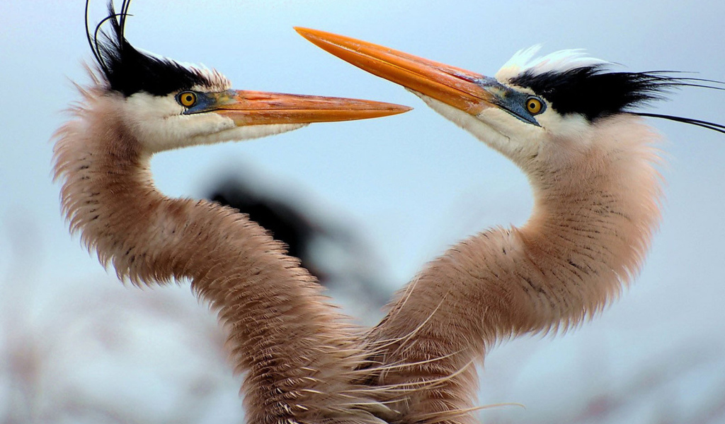 Танец любви