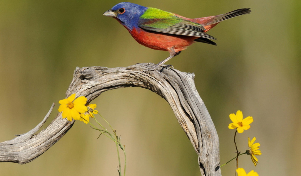 Пестрая овсянка