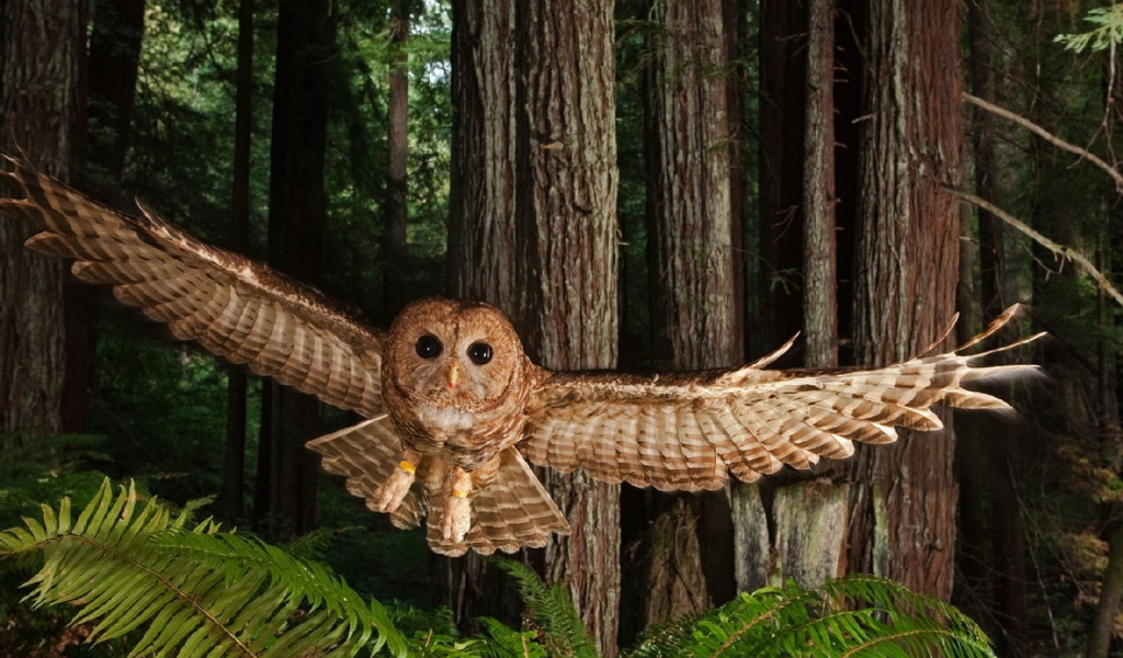 Северная пятнистая сова