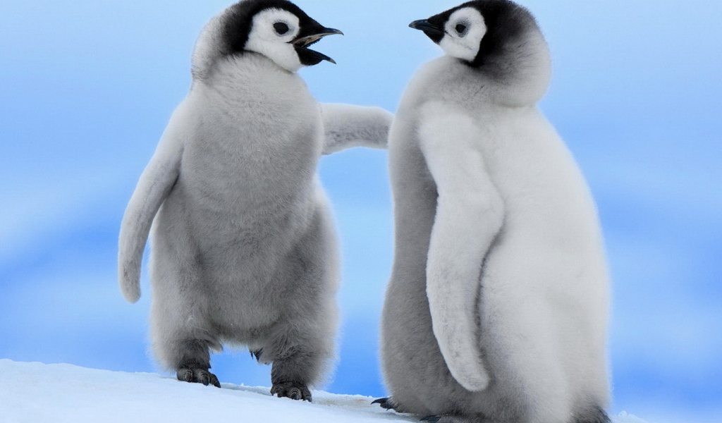 Парочка пингвинчиков