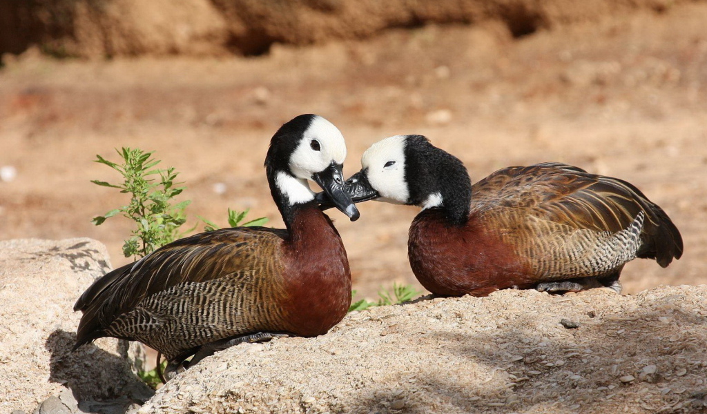Парочка диких уток