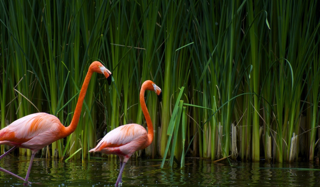 Розовые фламинго