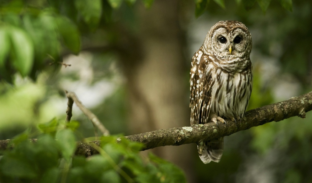 Хищник на ветке