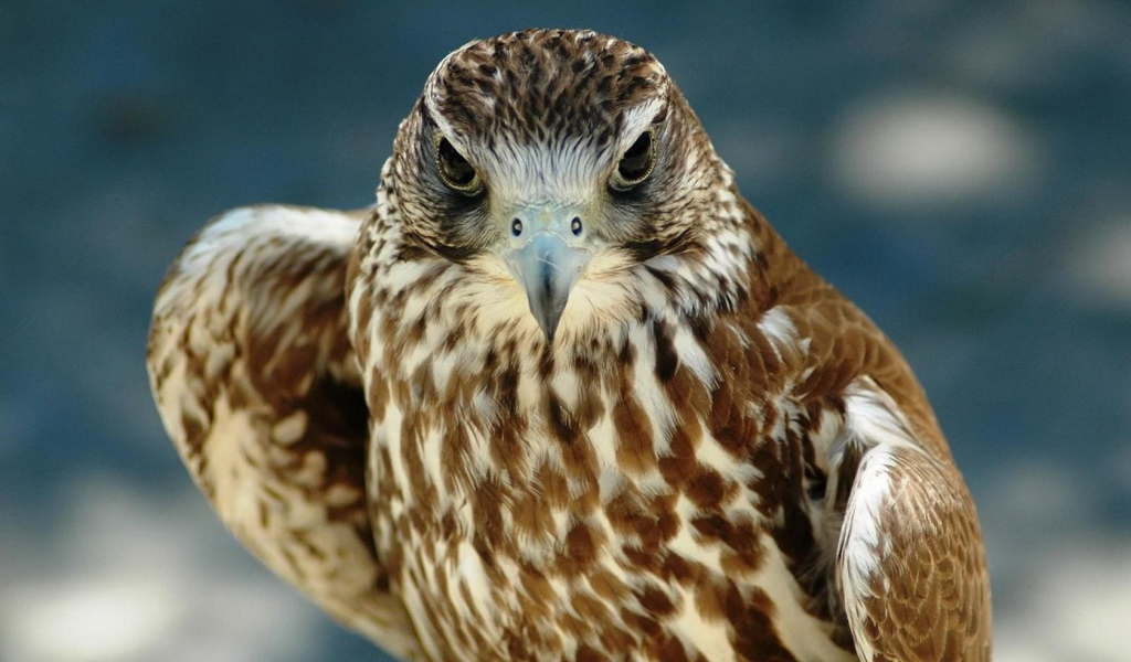 Хищный взгляд