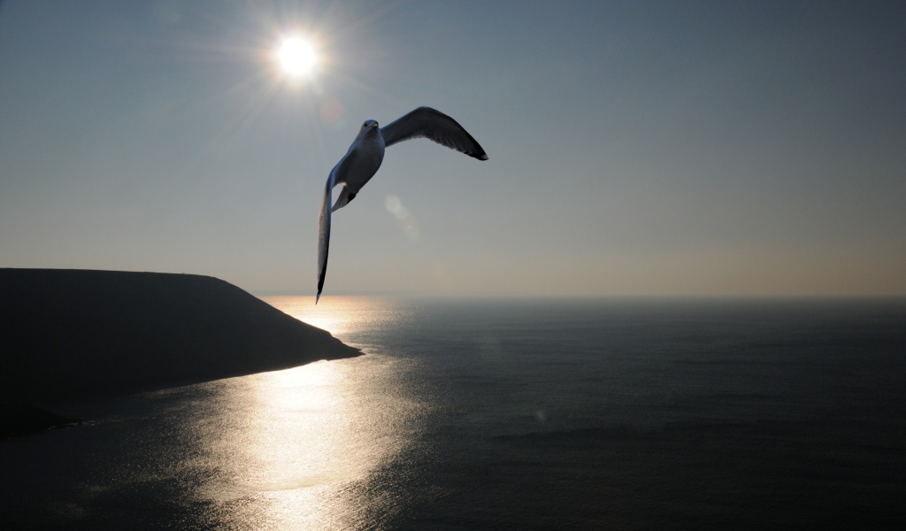 Птица Море Закат