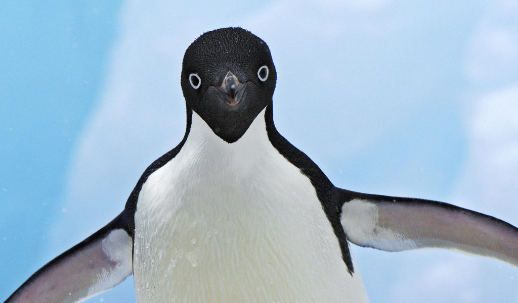 Улыбающийся пингвин