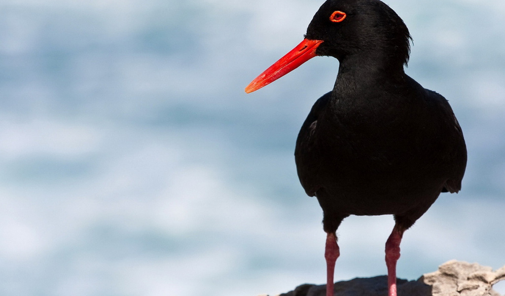 Кулик-сорока