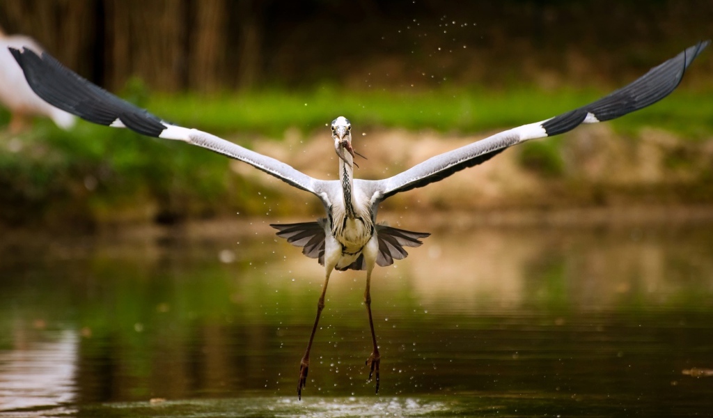 Аист с рыбкой
