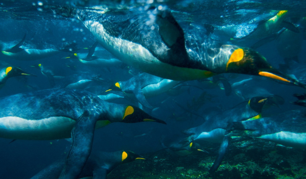 Плывущие пингвины