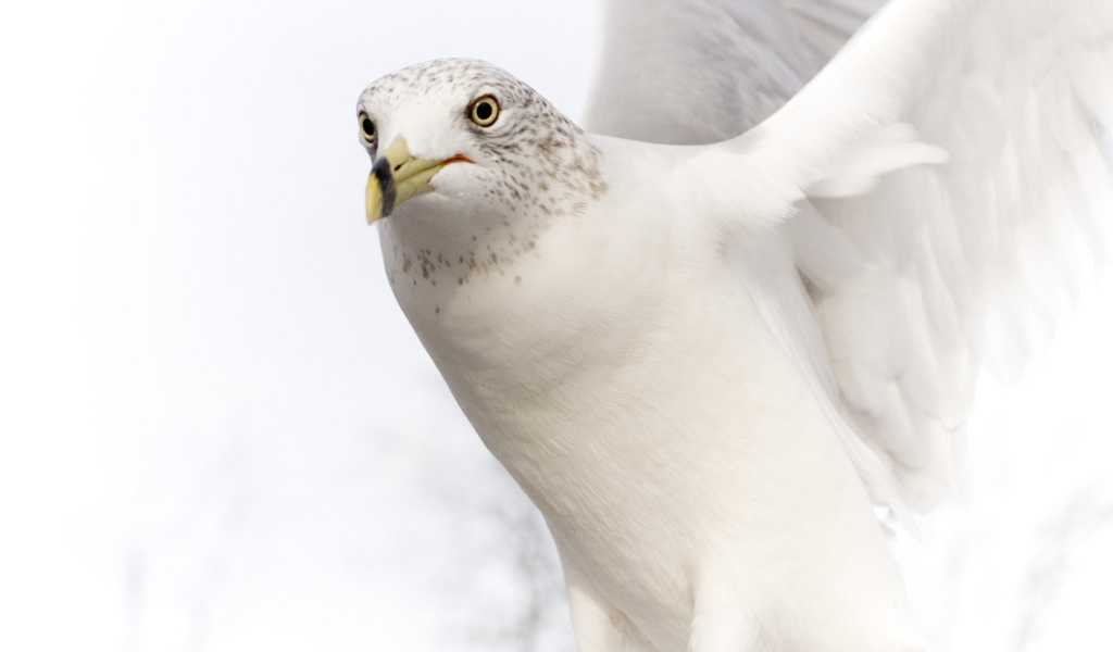 Белый голубь