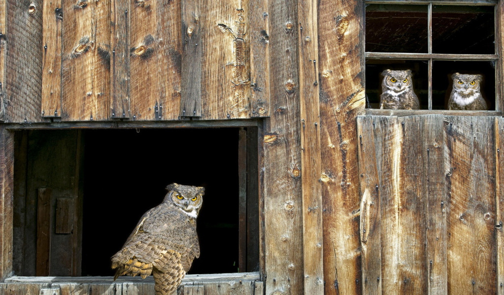 Собрание Сов