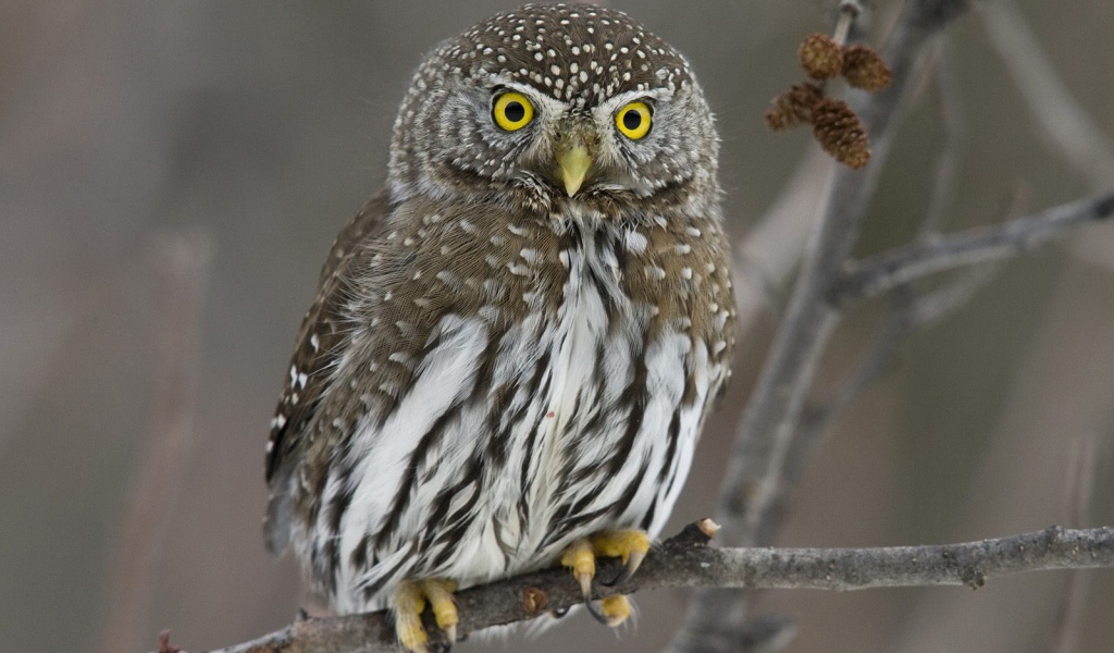 Прикольная сова